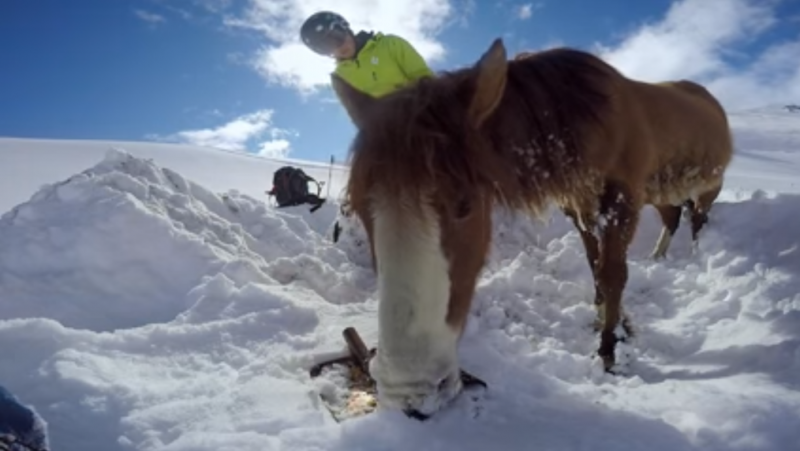 Chilean snowboarders save horse stranded in the snow