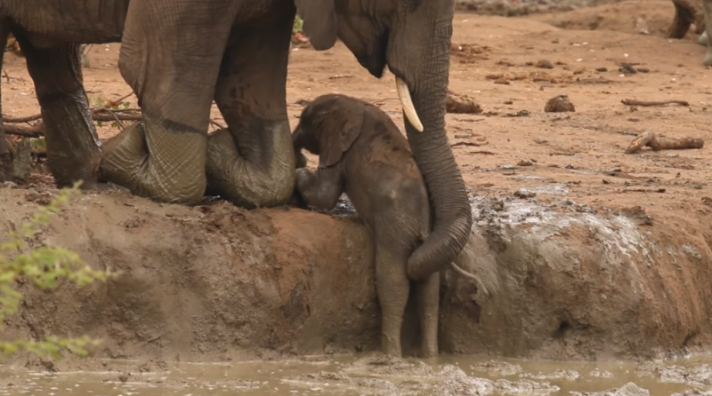 Kis elefánt a sárban