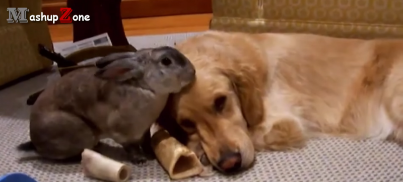 A világ legédesebb nyuszijai